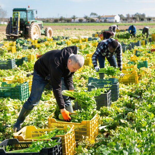 Unterweisungen Obstbau, Gemüsebau und Weinbau - Vorlagen / Arbeitsanweisungen