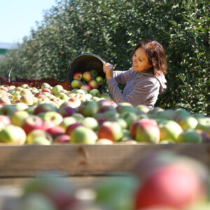 Obst-, Gemüse- und Weinbau